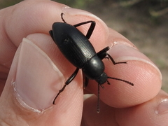 Eleodes carbonaria soror