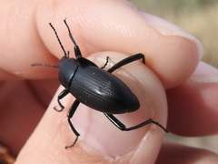 Eleodes carbonaria soror