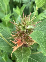 Acalypha punctata punctata