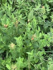 Acalypha punctata punctata
