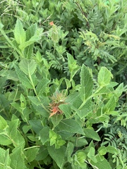Acalypha punctata punctata