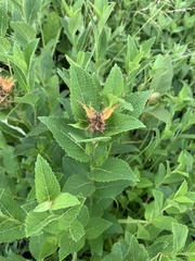 Acalypha punctata punctata