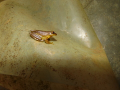 Dendropsophus bogerti