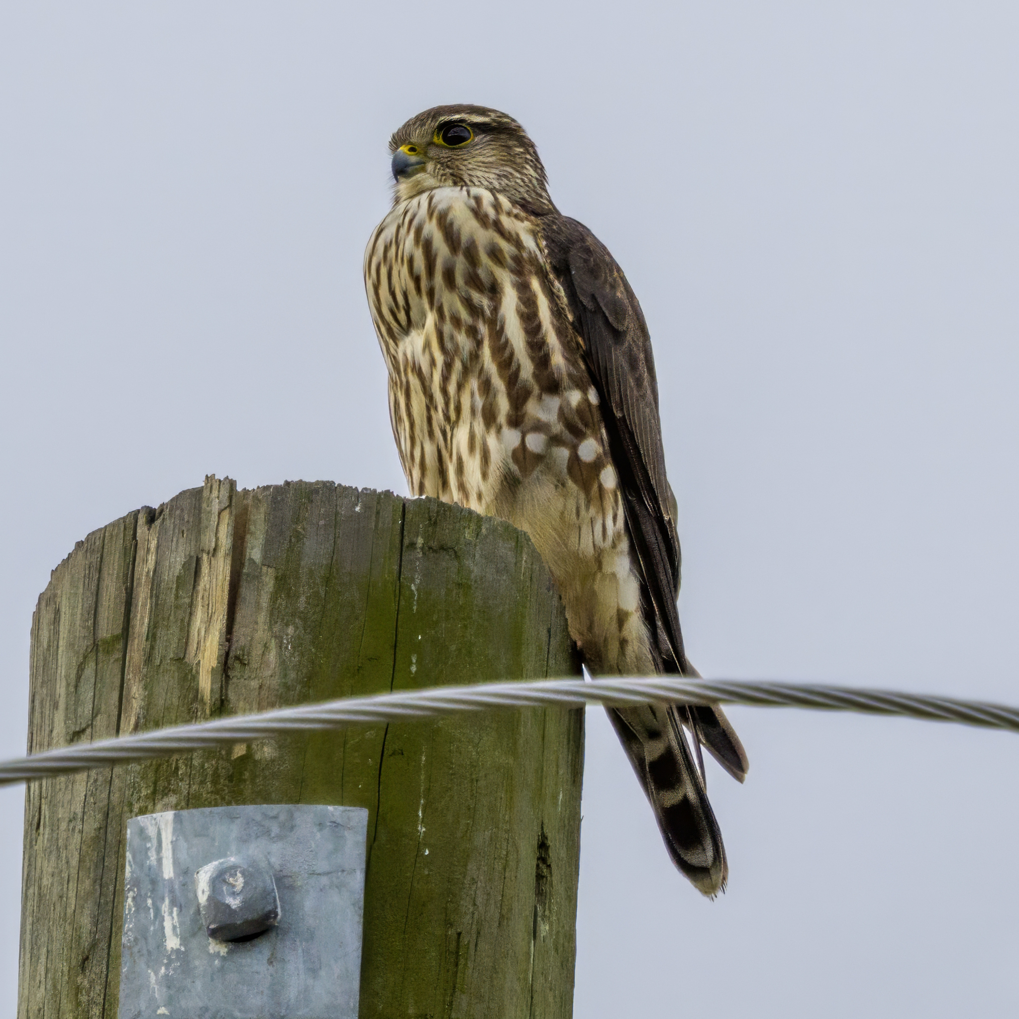 Merlin (Falco columbarius), photo 3