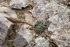 Echinopsis obrepanda