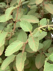 Endostemon obtusifolius