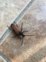 Stenelytrana emarginata