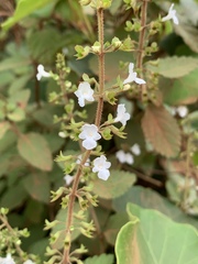 Endostemon obtusifolius