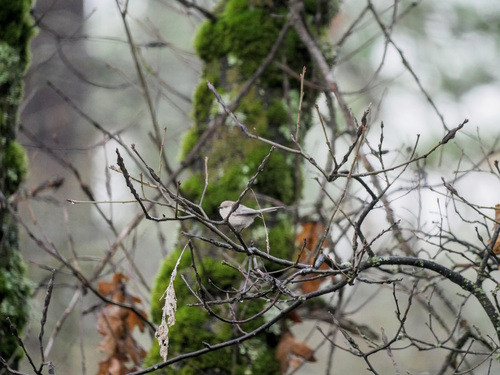 American Bushtit (Psaltriparus minimus), photo 5