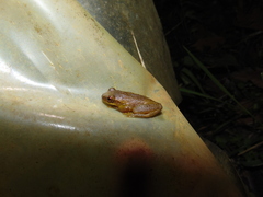 Dendropsophus bogerti