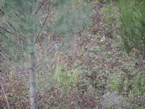 California Scrub Jay (Aphelocoma californica), photo 7