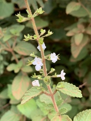 Endostemon obtusifolius