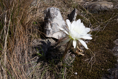 Echinopsis obrepanda