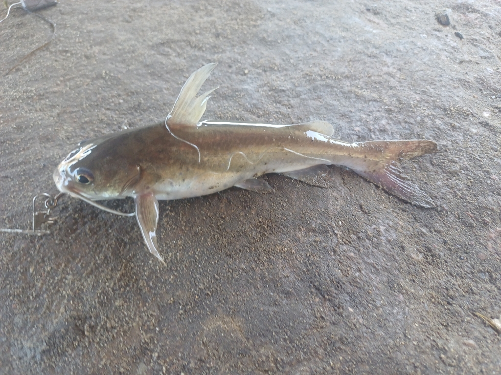 Barber (Galeichthys feliceps) — Ariidae