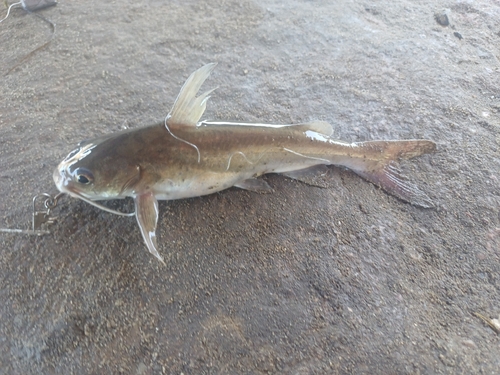Barber (Galeichthys feliceps) — Ariidae