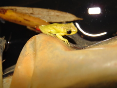 Dendropsophus bogerti