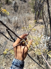Mimosa palmeri