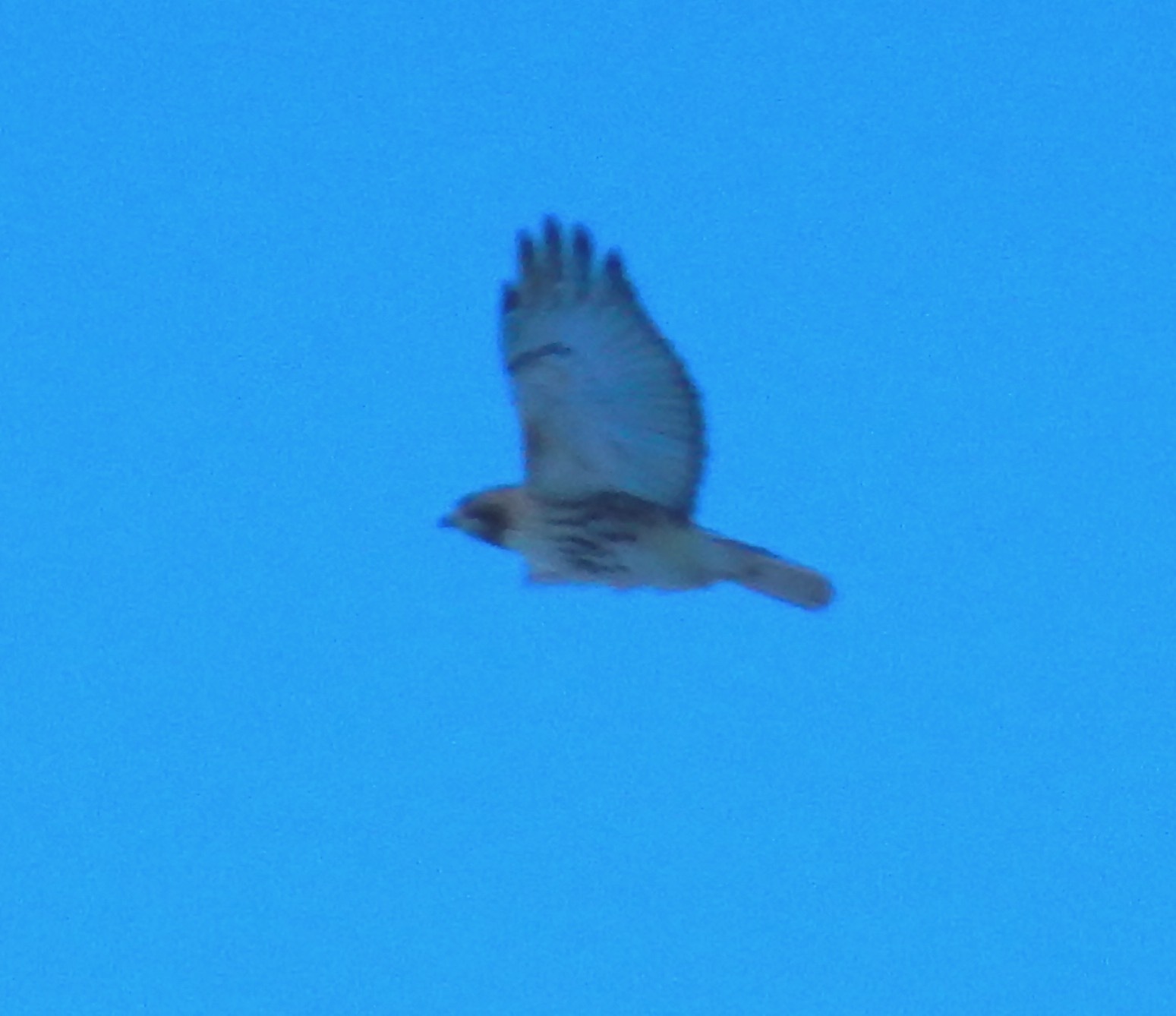 Buteo jamaicensis borealis (Gmelin, 1788)
