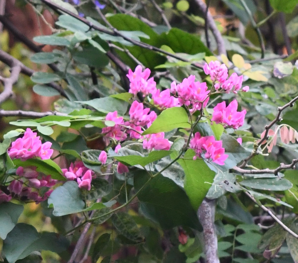 tigon – Antigonon leptopus