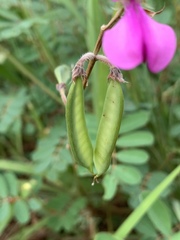 Tephrosia subulata