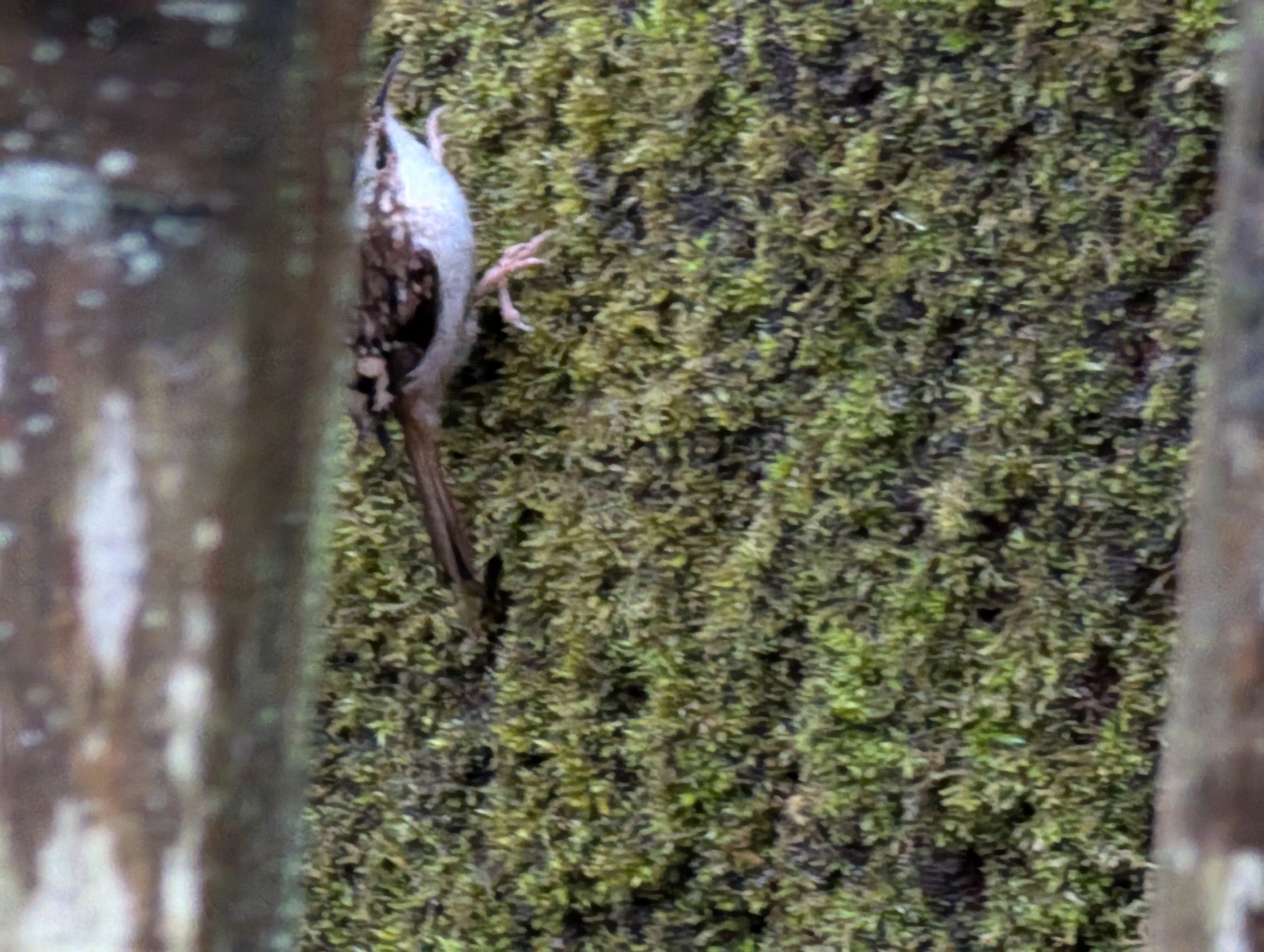Brown Creeper (Certhia americana), photo 7