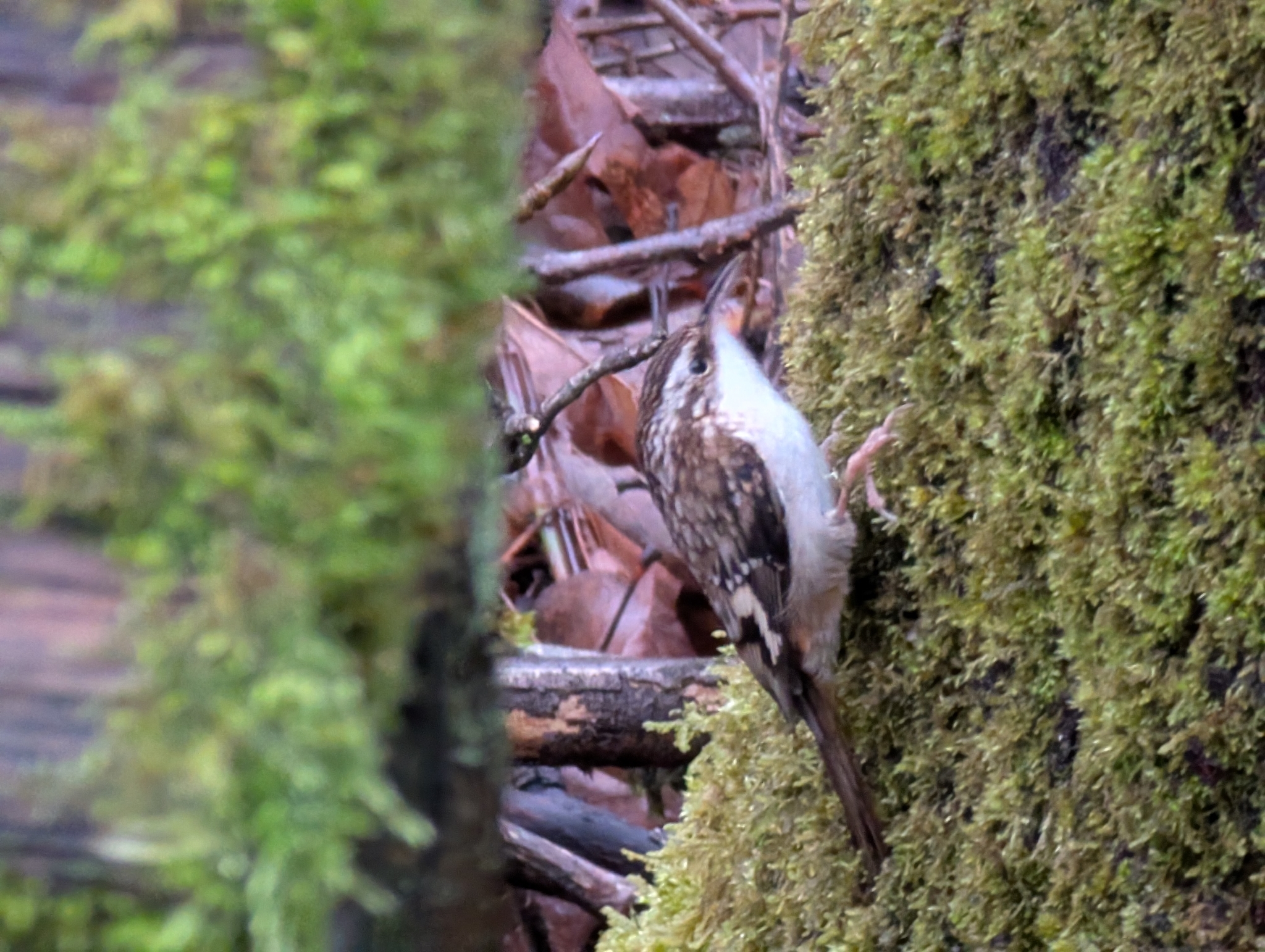 Brown Creeper (Certhia americana), photo 8