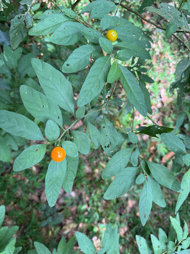 Jerusalem-cherry