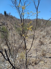 Mimosa palmeri