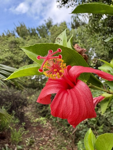Hibiscus kokio observed 2026-01-02
