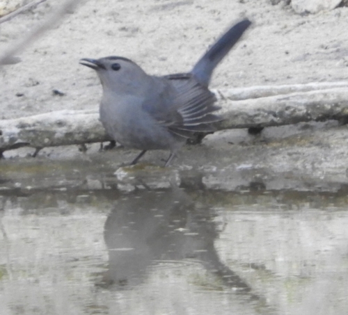 Grey Catbird (Dumetella carolinensis), photo 5