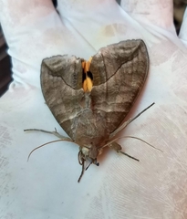 Eudocima serpentifera