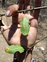Cordia sonorae