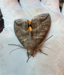 Eudocima serpentifera