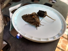 Eudocima serpentifera