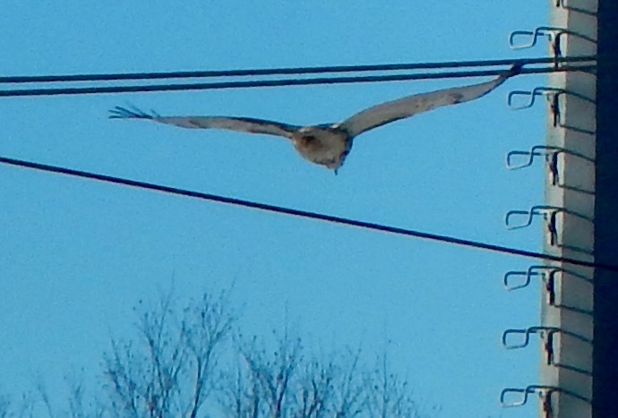 Buteo jamaicensis borealis (Gmelin, 1788)
