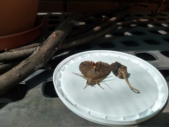 Eudocima serpentifera