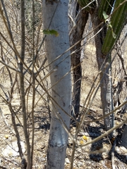 Cordia sonorae