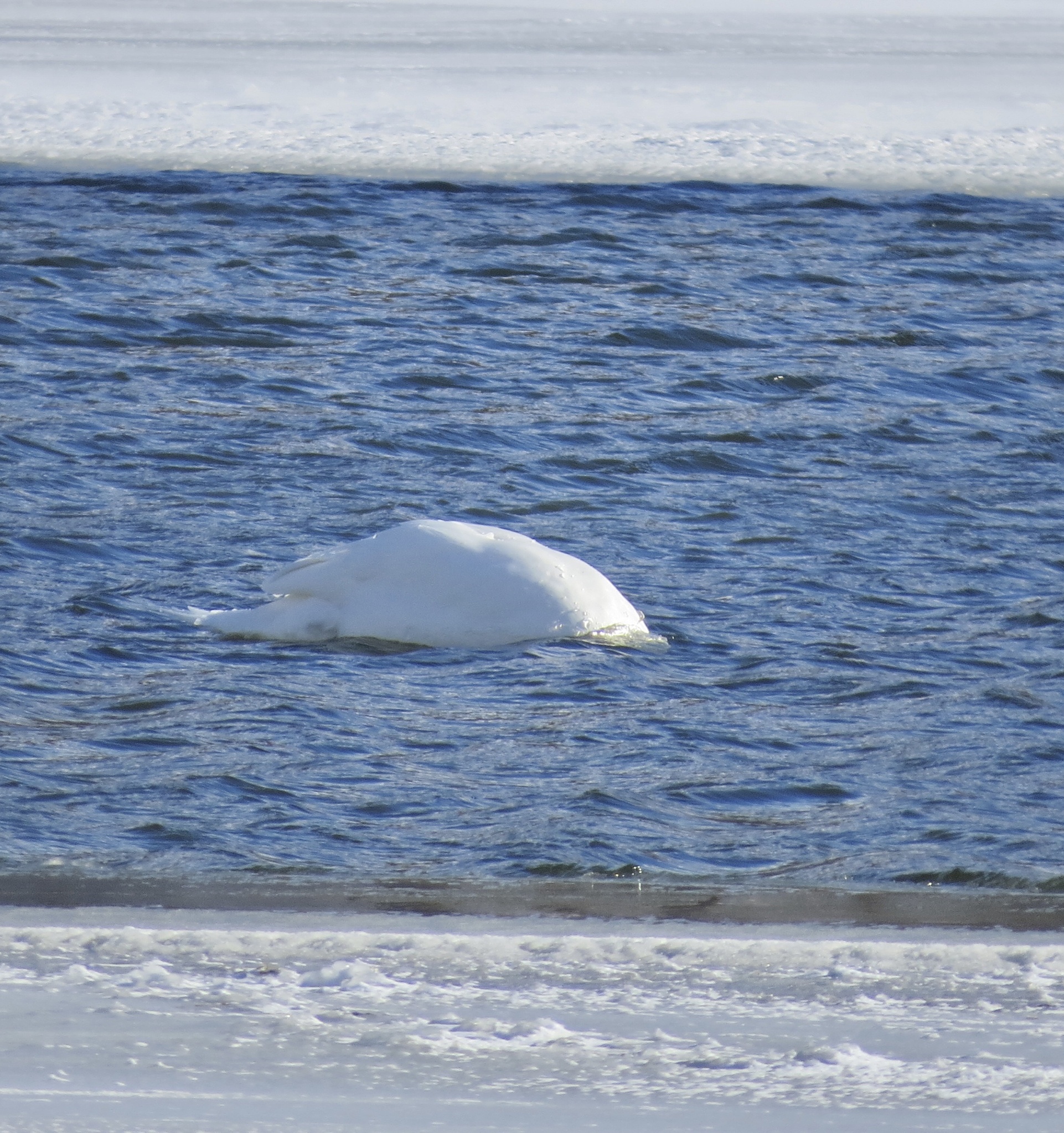 Mute Swan (Cygnus olor), photo 5