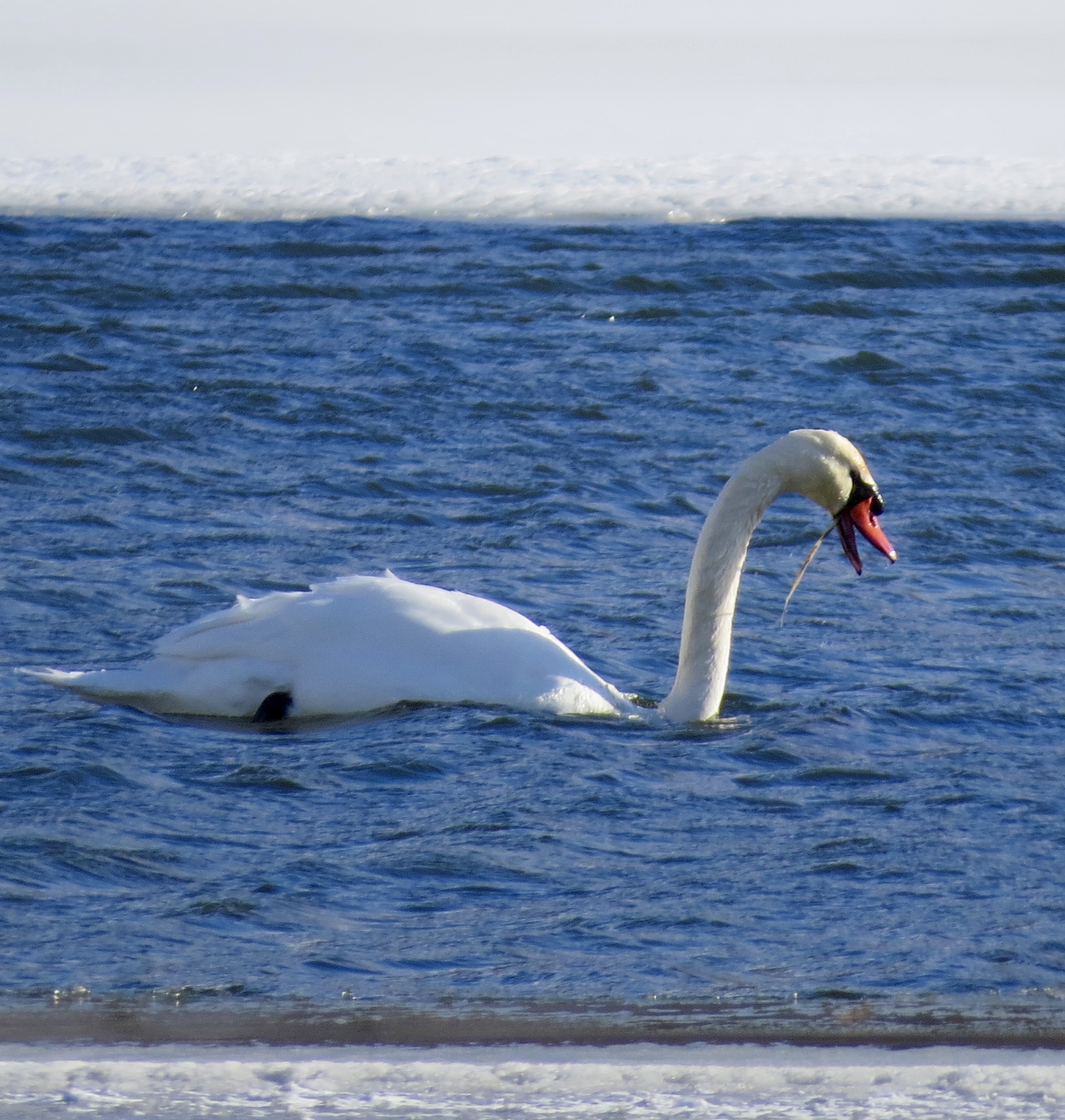 Mute Swan (Cygnus olor), photo 4