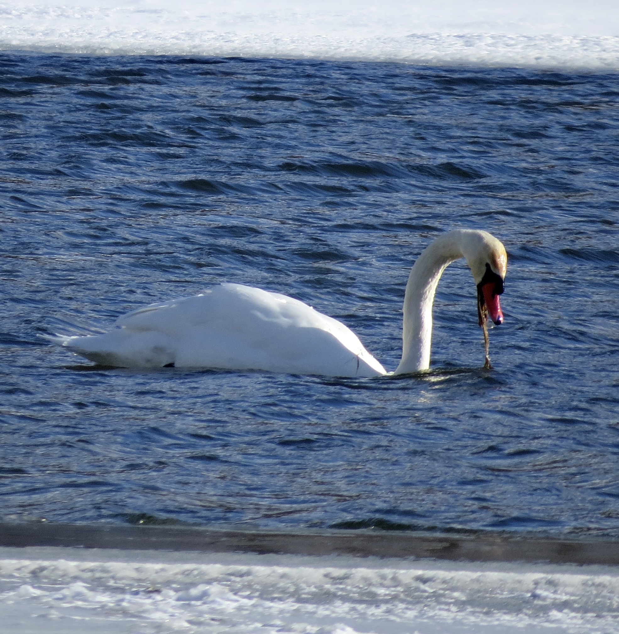 Mute Swan (Cygnus olor), photo 2