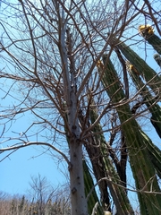 Cordia sonorae