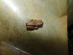 Dendropsophus bogerti