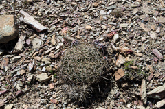 Echinopsis obrepanda