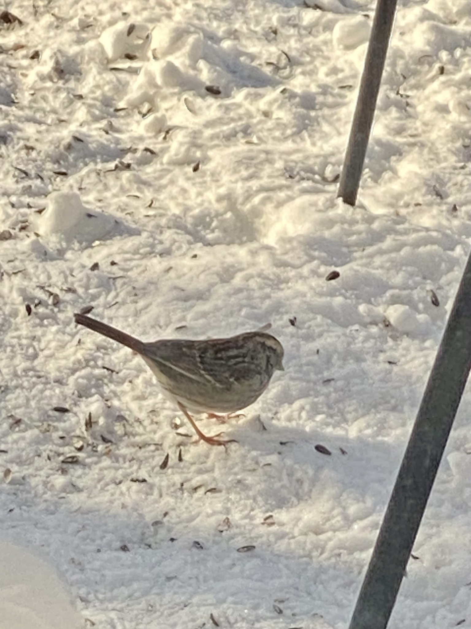 White-throated Sparrow (Zonotrichia albicollis), photo 5