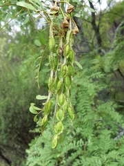 Sophora tetraptera