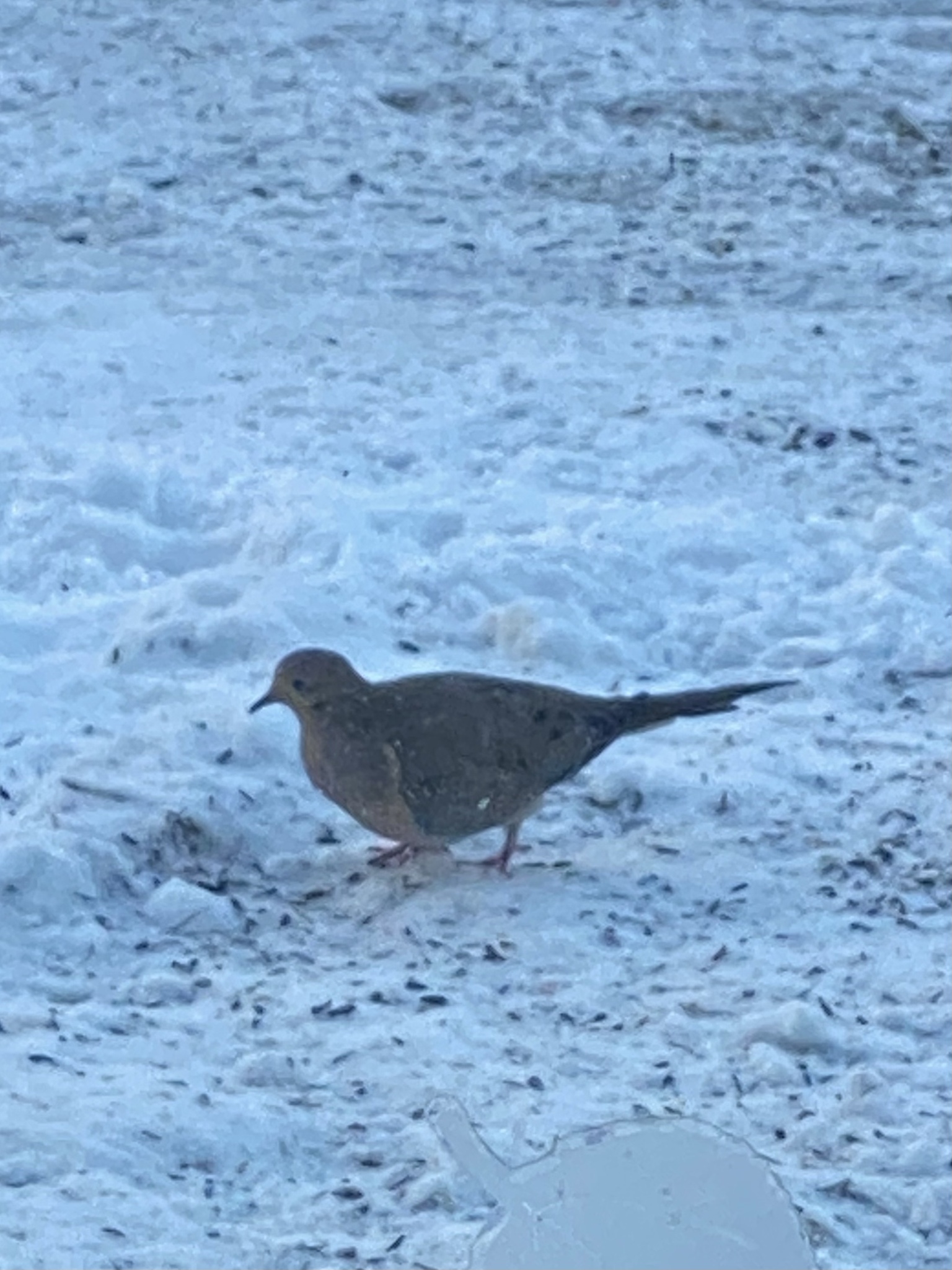 Mourning Dove (Zenaida macroura), photo 1