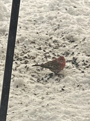 House Finch (Haemorhous mexicanus), photo 1