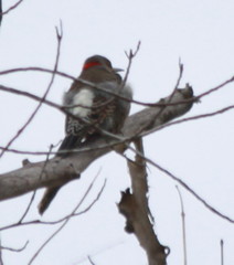Colaptes auratus auratus
