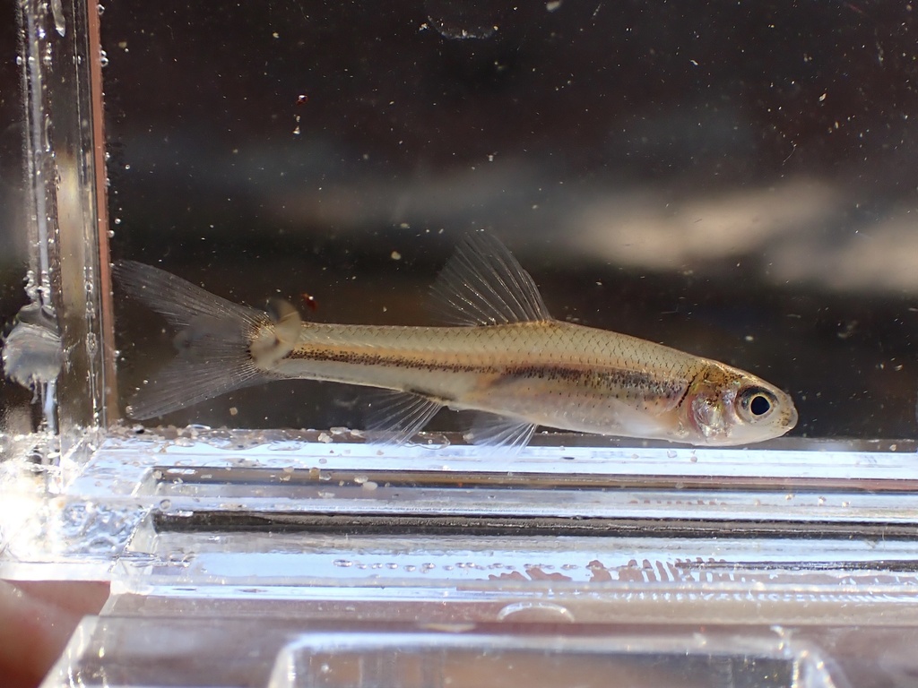 Bullhead minnow (Pimephales vigilax) — Cyprinidae