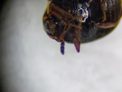 Aspidiphorus orbiculatus